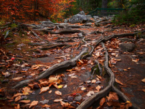 Mystic path in the forest